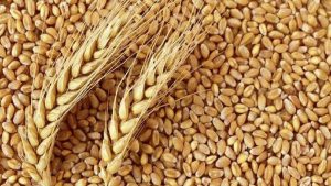 پرداخت ۴۰ درصدی مطالبات گندمکاران همدان