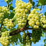 نمایندگان فائو به ملایر می آیند