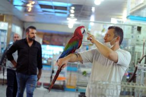 بازار پرندگان برای همدان ۱۱۰۰ میلیارد آورده دارد