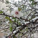 خسارت ۸۷۵ میلیارد ریالی سرمازدگی به باغات استان همدان