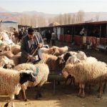 محموله دام قاچاق به ارزش بیش از ۶ میلیارد تومان در فامنین کشف شد