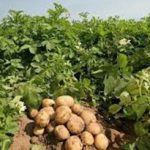 سیب‌زمینی هنوز به قیمت واقعی خود نرسیده است/ افزایش هزینه تولید