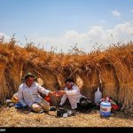 ۱۷۵ میلیارد تومان از مطالبات گندم‌کاران استان همدان پرداخت شد