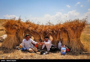 ۱۷۵ میلیارد تومان از مطالبات گندم‌کاران استان همدان پرداخت شد