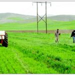 محصولات کشاورزی همدان ۷۷۲میلیارد تومان خسارت دیدند