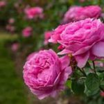 استقبال دیار کریم‌خان زند از «گل محمدی»