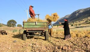 کندی «آهنگ حمل» صدای کشاورزان را درآورد