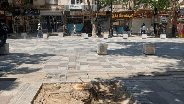 درختان خشک و خطرزا را قطع کردیم