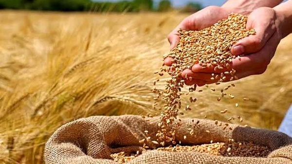 پرداخت فوری ۳۰ درصد بهای گندم خریداری‌‌ شده به کشاورزان
