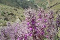 گل کوفته گیاهی بهاره با خواص شگفتانه