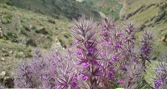 گل کوفته گیاهی بهاره با خواص شگفتانه